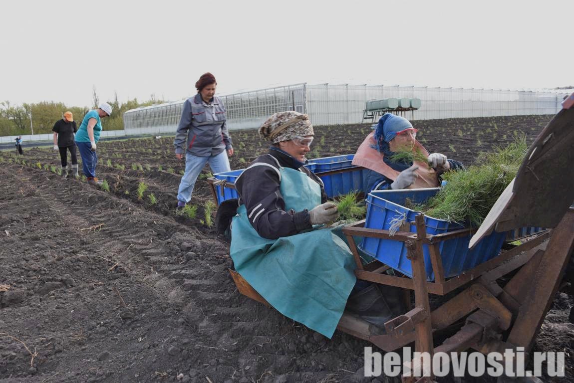 Белгорблагоустройство» расширяет питомник хвойных растений. Белгородские  новости